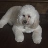 Pup n Sudz gift card