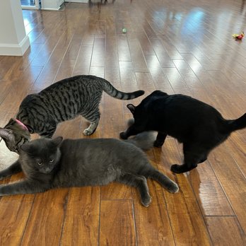 Mini Cat Town - Airplane ear kitty and some uninvited playmates - Pet Adoption Near Me - Palo Alto, California