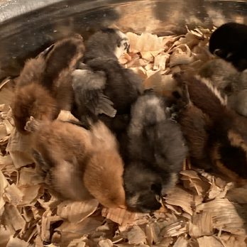 Halo’s Holistic Center - New baby chicks - Yoga Near Me - Mesa, Arizona Halo’s Holistic Center - New baby chicks - Yoga Near Me - Mesa, Arizona