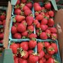 Photo of Guerrero Farms