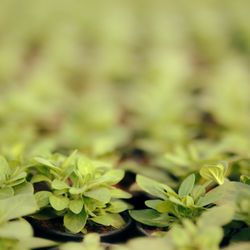 42nd Street Greenhouse - Annuals and hanging baskets
