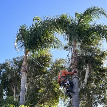 Orange County Tree Services - Palm trees - Tree Services Near Me