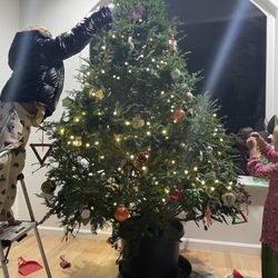 Rent A Living Christmas Tree