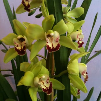Orchids Anonymous - Nurseries & Gardening Near Me - Los Angeles, California Orchids Anonymous - Nurseries & Gardening Near Me - Los Angeles, California