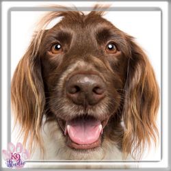 K9 Studio - those eyes