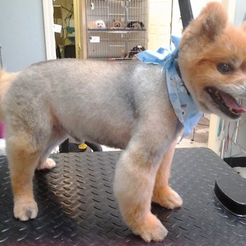 Poodles by Bob - Pet Groomers Near Me - Fayetteville, Georgia Poodles by Bob - Pet Groomers Near Me - Fayetteville, Georgia