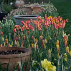 White Flower Farm - A bulb display in early spring (2026).