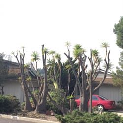 Hala's Tree Care - Completed yaks tree topped and trimmed