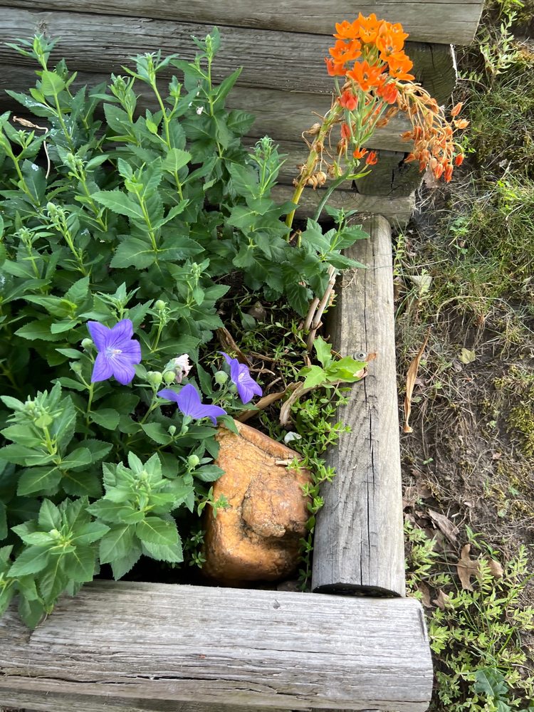 VARNER’S GREENHOUSE & NURSERY Updated October 2024 19 Photos & 15