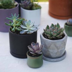Olde Pickerington Farmers' Market - Vate Succulents