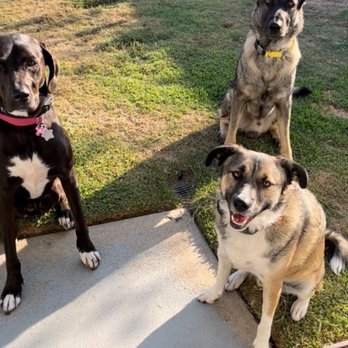 A-Team Dog Training - Pet Training Near Me