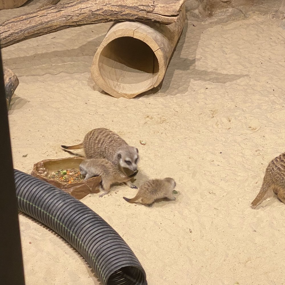 Chattanooga Zoo At Warner Park - Lemur family - Amusement Parks Near Me - Chattanooga, Tennessee