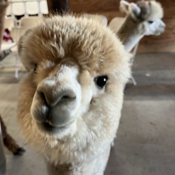 Ogden Alpaca farm - Closeups. - Food Tours Near Me Ogden Alpaca farm - Closeups. - Food Tours Near Me