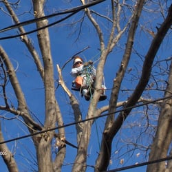 Total Tree Service - tree-removal-colorado-springs