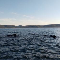 Oshan Whale Watch - Pilot whale pod.