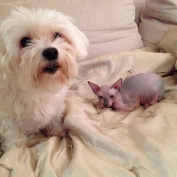 Hollywood Sphynx - Best buddies - Pet Services Near Me Hollywood Sphynx - Best buddies - Pet Services Near Me