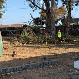 Timber 110' Eucalyptus Timber 110' Eucalyptus