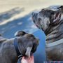 Photo of Happy Sue-per Doggy Care