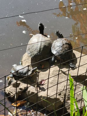 Prospect Park Zoo by null