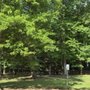 Photo of McCallum Park