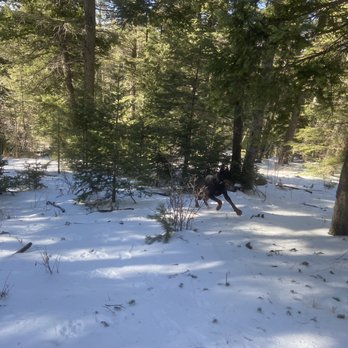 Lincoln National Forest - Doggo first time in snow - Campgrounds Near Me - Mayhill, New Mexico Lincoln National Forest - Doggo first time in snow - Campgrounds Near Me - Mayhill, New Mexico