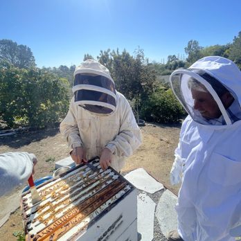 AA-Beekeeper - Beehive inspection - Pest Control Near Me AA-Beekeeper - Beehive inspection - Pest Control Near Me