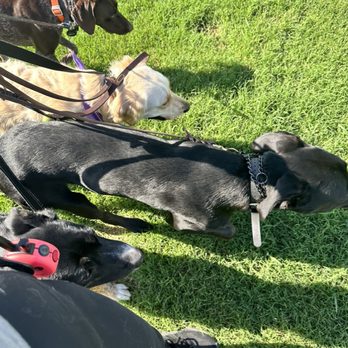 Regal K9's - Pet Training Near Me - San Tan Valley, Arizona Regal K9's - Pet Training Near Me - San Tan Valley, Arizona