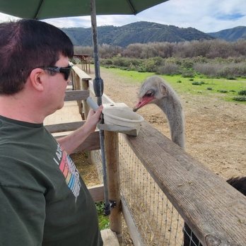 Ostrichland USA - Feeding an ostrich - Attraction Farms Near Me - Solvang, California Ostrichland USA - Feeding an ostrich - Attraction Farms Near Me - Solvang, California