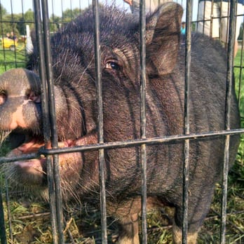 DeBucks Family Farm - Pig - Pumpkin Patches Near Me - Belleville, Michigan DeBucks Family Farm - Pig - Pumpkin Patches Near Me - Belleville, Michigan