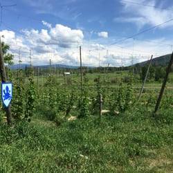 Crannog Ales - Hops plants~