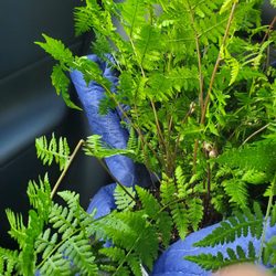 My new Perennial Evergreen Wood Fern on the way home - 6/28/2026