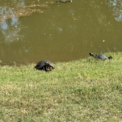 Port O'Call Resort - Turtles sunning themselves