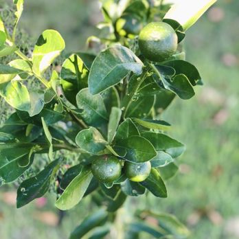 Frankie's Nursery - Calamansi tree about 5 months after planting - Nurseries & Gardening Near Me - Waimanalo, Hawaii