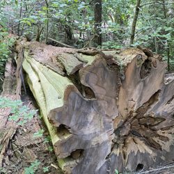 Arnold Rim Trail