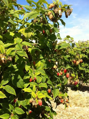 Biringer Farms by null