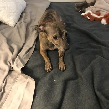 Critter Cavalry Rescue - Animal Shelters Near Me - Franklin, Tennessee