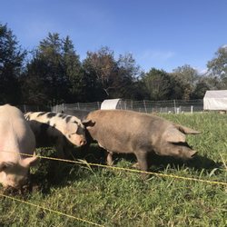 Pasture raised pork