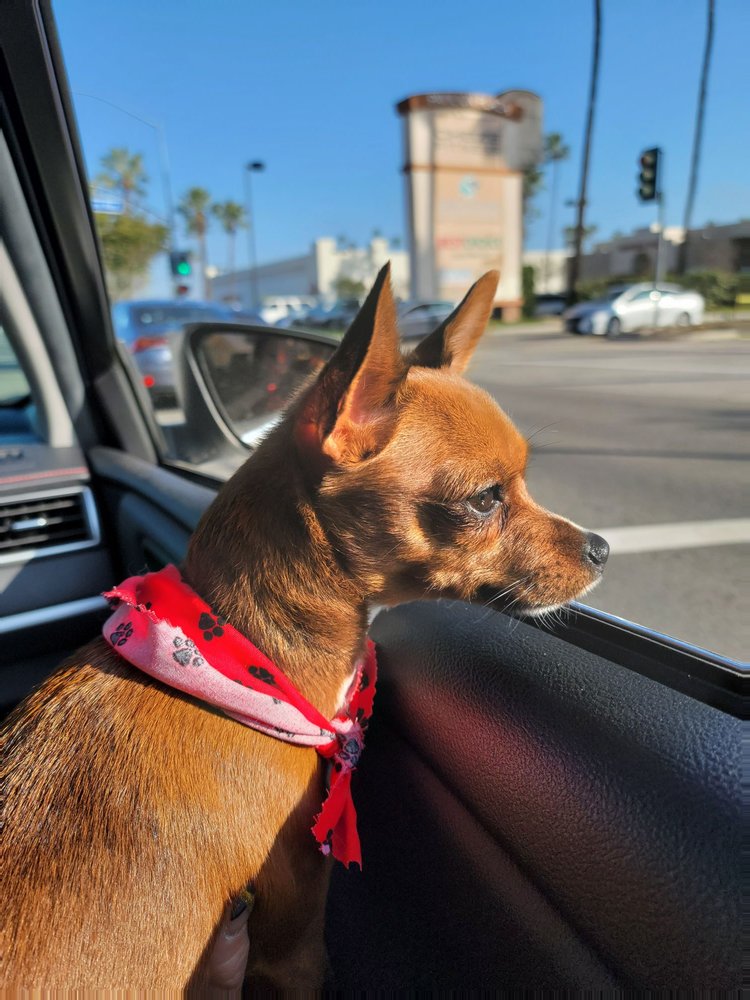 COLLAR & LEASH PET SHOP 79 Photos & 226 Reviews 9772 Chapman Ave