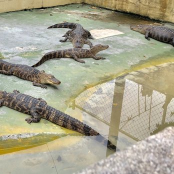 Black Hammock Restaurant - Black Hammock Lazy Gator Bar - Seafood Near Me - Oviedo, Florida