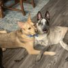 Glendale Dogs 24/7 gift card
