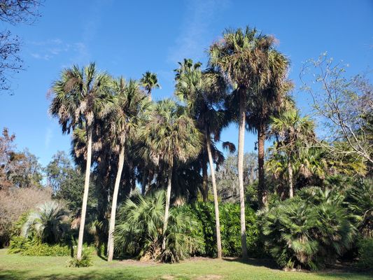 Kanapaha Botanical Gardens by null