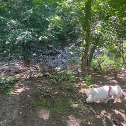 Glencarlyn Dog Park - Stream. It's good to be here in daylight. I would not say it's the safest as it gets darker. Some people appear to be living out here.