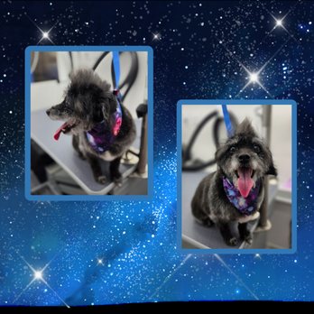 Cosmic Grooming - Pet Groomers Near Me - Shelbyville, Tennessee Cosmic Grooming - Pet Groomers Near Me - Shelbyville, Tennessee