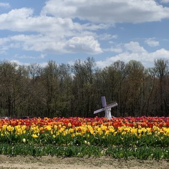 Dalton Farms - Tour of Tulips - Attraction Farms Near Me - Logan Township, New Jersey Dalton Farms - Tour of Tulips - Attraction Farms Near Me - Logan Township, New Jersey