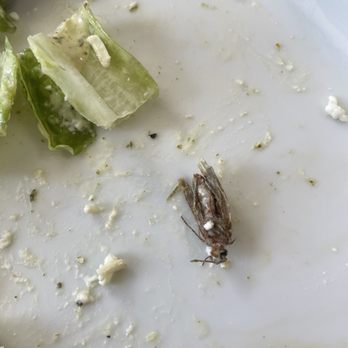 Flour Bakery + Cafe - Bug in my chopped Greek salad. - Bakeries Near Me - Boston, Massachusetts