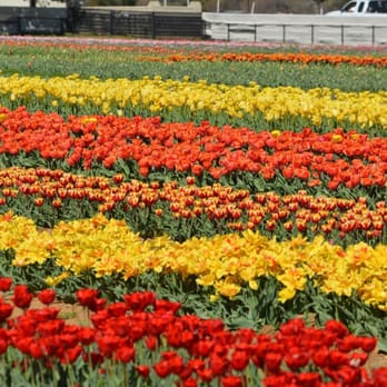 Texas-Tulips - Nurseries & Gardening Near Me - Pilot Point, Texas