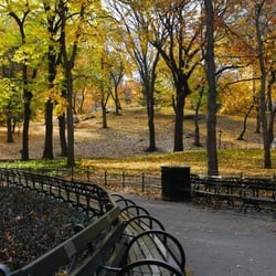 A Affordable Tree Experts - Bronx Forest