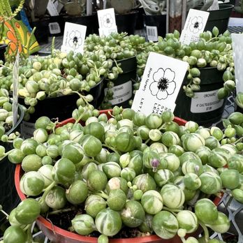 Orchard Nursery - Huge outdoor plant area, many are succulents you can also have indoors. Never seen this variegated string of pearls elsewhere - Nurseries & Gardening Near Me - Lafayette, California