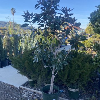 Green Thumb Nursery - Nurseries & Gardening Near Me - San Marcos, California