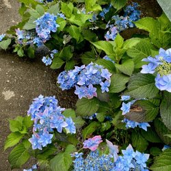 Milford Gardens - Blue Hydrangea